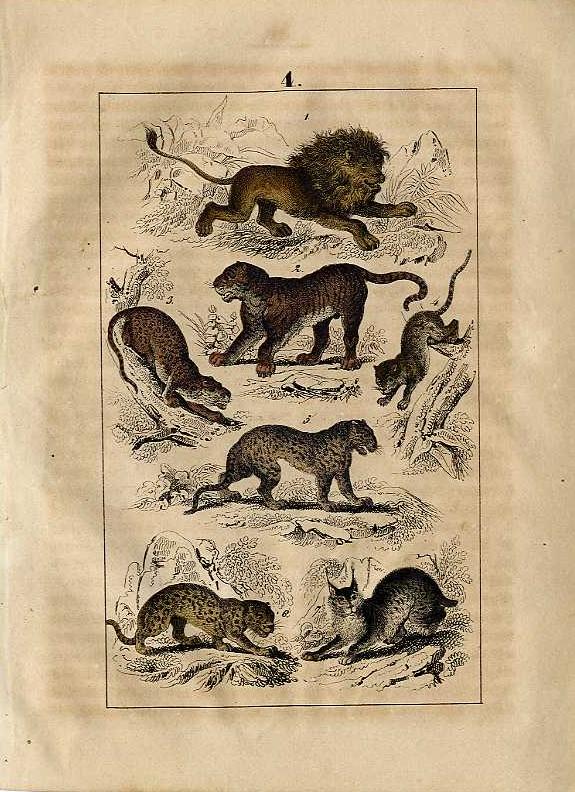 1844 Martin Hc Wood Engraving Leopard Lion Tiger Wild Cat Jaguar Lynx Ebay