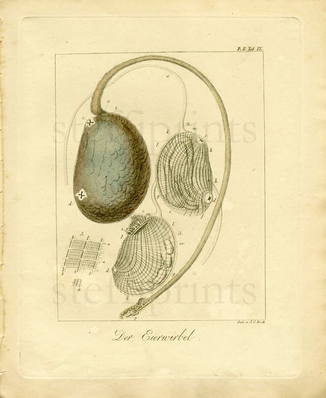 1818 WOLF HC ENGRAVING Ascidiacea   sea squirt  